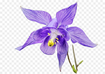 flower flowering plant violet purple plant