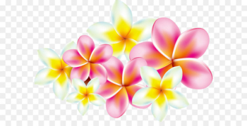 Flower Frangipani Clip art - Plumeria Flower Frangipani Clip art - Plumeria