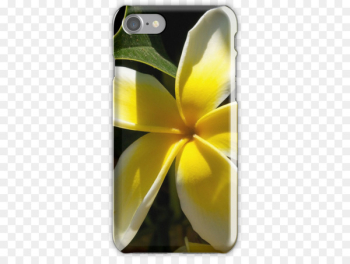Flower Frangipani Photography Nature - plumeria Flower Frangipani Photography Nature - plumeria