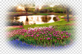 Flower garden Desktop Rose garden, flower transparent background PNG clipart Flower garden Desktop Rose garden, flower transparent background PNG clipart