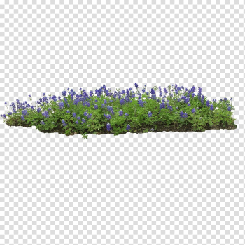 Flower garden English lavender Greenhouse, others transparent background PNG clipart