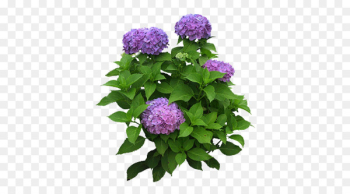 Flower garden Flower garden Hydrangea Shrub - flower Flower garden Flower garden Hydrangea Shrub - flower
