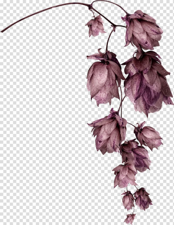 Flower garden Petal, flower transparent background PNG clipart