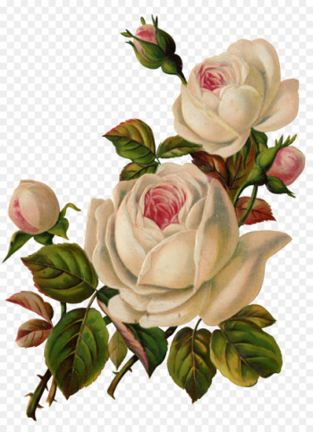 Flower Garden roses Vintage clothing Clip art - White Rose Flower Garden roses Vintage clothing Clip art - White Rose