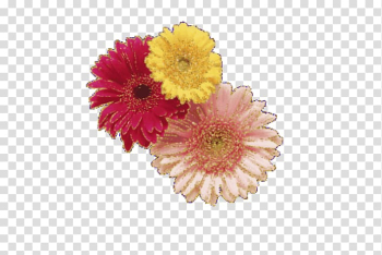 Flower Gerbera jamesonii Chrysanthemum, Colorful chrysanthemum transparent background PNG clipart