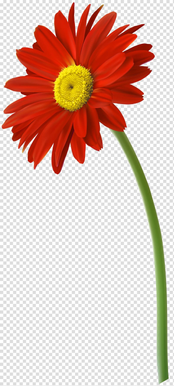 Flower Gerbera jamesonii , gerbera transparent background PNG clipart Flower Gerbera jamesonii , gerbera transparent background PNG clipart