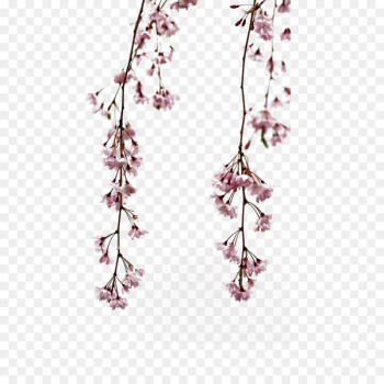 Flower Gratis Download - Small fresh Japanese pink flower Flower Gratis Download - Small fresh Japanese pink flower