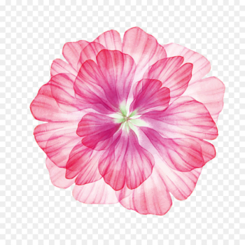 Flower - Hawaii flower Flower - Hawaii flower