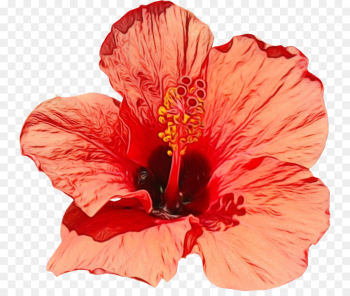 flower hibiscus flowering plant hawaiian hibiscus petal flower hibiscus flowering plant hawaiian hibiscus petal