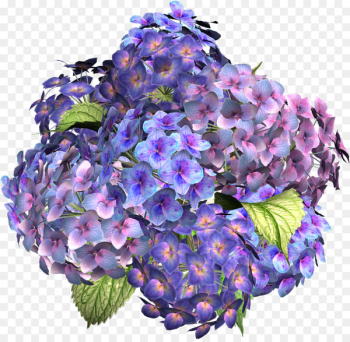 Flower Hydrangea Clip art - hydrangea Flower Hydrangea Clip art - hydrangea