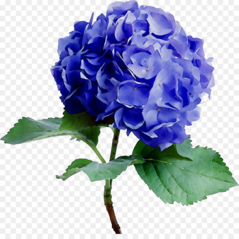 Flower Hydrangea Pink Blue Color - Flower Hydrangea Pink Blue Color -