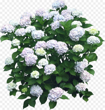 Flower Hydrangea Shrub Plant - bushes Flower Hydrangea Shrub Plant - bushes
