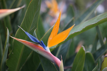 Flower in Close Up Photography