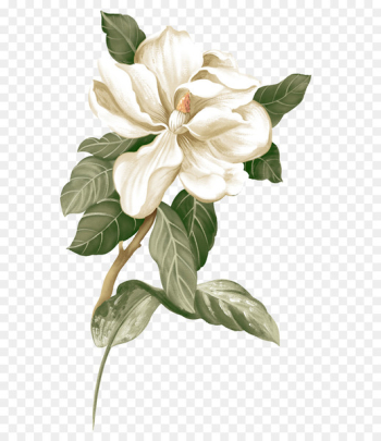 Flower Jasmine Botanical illustration - Gardenia,Small fresh,Creative Women 