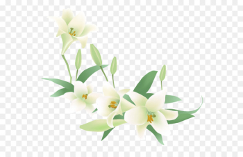 Flower Jasmine Euclidean vector Clip art - White lily 