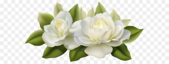 Flower Jasmine White Rose - Beautiful White Roses with Leaves PNG Image 