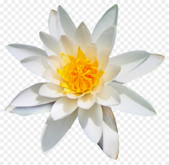 Flower Kolubara Clip art - lotus flower Flower Kolubara Clip art - lotus flower