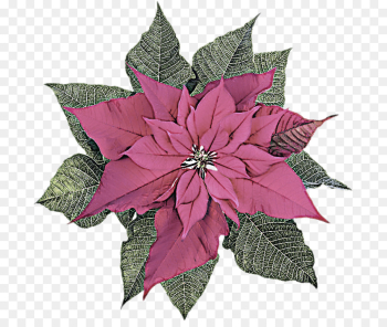 flower leaf plant pink poinsettia flower leaf plant pink poinsettia