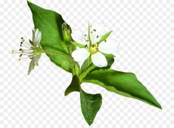 Flower Lemon Petal - White flower lemon flower Flower Lemon Petal - White flower lemon flower