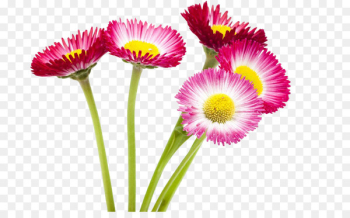 Flower Lent - Wild chrysanthemum Flower Lent - Wild chrysanthemum