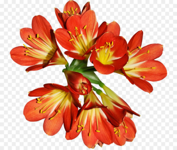 Flower, Lily, Flower Bouquet, Flowering Plant PNG Flower, Lily, Flower Bouquet, Flowering Plant PNG