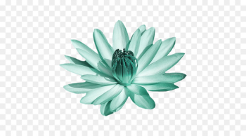Flower Lily Plants painting Adobe Photoshop - flower Flower Lily Plants painting Adobe Photoshop - flower