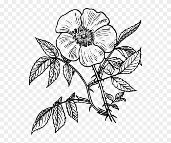 Flower Line Drawing Flowers Line Drawing Free Download - Day Of The Dead Flower Drawings Flower Line Drawing Flowers Line Drawing Free Download - Day Of The Dead Flower Drawings