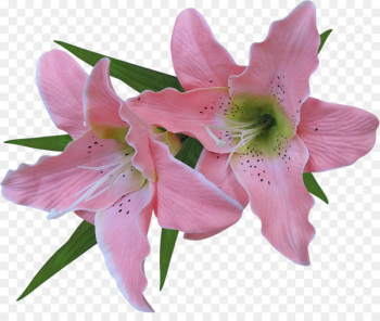 Flower Madonna Lily Arum-lily Clip art - flower Flower Madonna Lily Arum-lily Clip art - flower