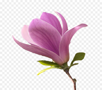 Flower Magnolia Petal Plant stem - flower Flower Magnolia Petal Plant stem - flower