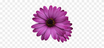 Flower Marigolds, Purple Flower, Flowers Png - Single Flower Transparent Background