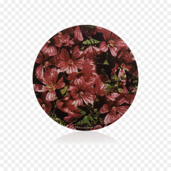 Flower Maroon - flower Flower Maroon - flower
