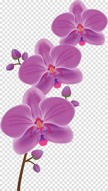 Flower Moth orchids Tulip , flower transparent background PNG clipart