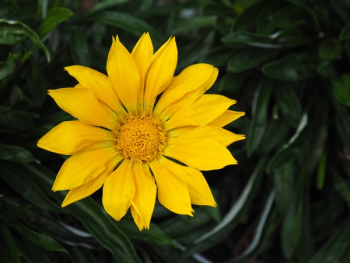 Flower Nature Plant Flower Nature Plant