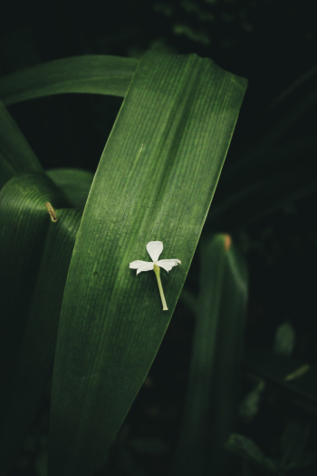 Flower On A Plant Flower On A Plant