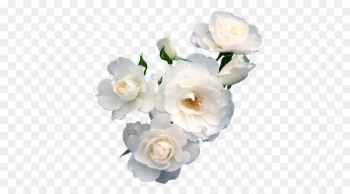 Flower Paper Rose Floristry Polyvore - White Pear 