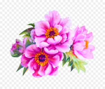 Flower Peony Stock photography Illustration - Vector Peony Flower 