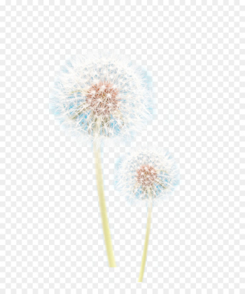 Flower Petal - dandelion Flower Petal - dandelion