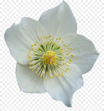 Flower Petal - flower Flower Petal - flower