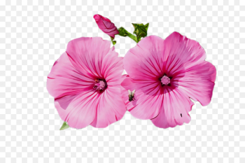 flower petal pink plant flowering plant flower petal pink plant flowering plant
