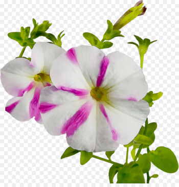 flower petal plant pink flowering plant flower petal plant pink flowering plant