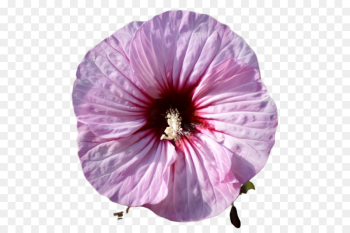 flower petal violet purple pink flower petal violet purple pink