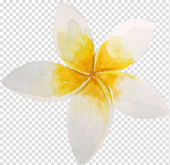 Flower Petal Water lily Lilium, Watercolor flowers transparent background PNG clipart