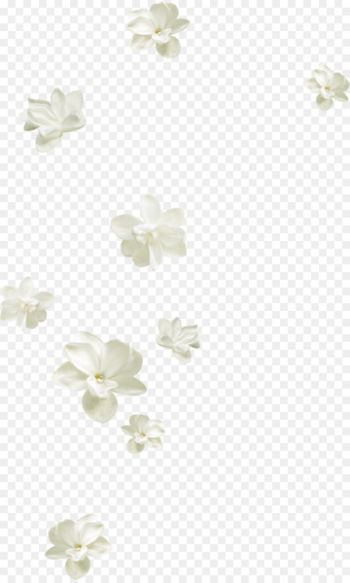 Flower Petal White - Pretty white flowers floating Flower Petal White - Pretty white flowers floating