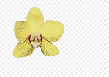 flower petal yellow violet plant flower petal yellow violet plant