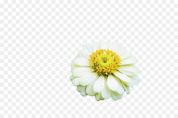 flower petal zinnia plant flowering plant flower petal zinnia plant flowering plant