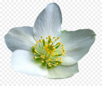 Flower Photography - flower Flower Photography - flower