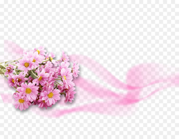 Flower Pink Chrysanthemum Wallpaper - Pink gerbera PSD material 