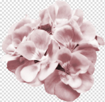 Flower Pink Petal , pink watercolor flower transparent background PNG clipart Flower Pink Petal , pink watercolor flower transparent background PNG clipart