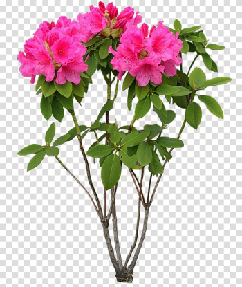 Flower Plant, flower transparent background PNG clipart Flower Plant, flower transparent background PNG clipart