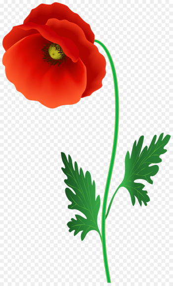 flower plant flowering plant petal leaf flower plant flowering plant petal leaf